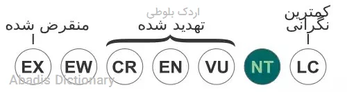 اردک بلوطی